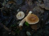 Lactarius fulvissimus image