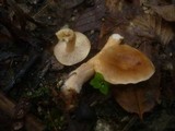 Lactarius fulvissimus image