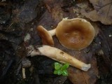 Lactarius fulvissimus image