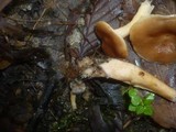 Lactarius fulvissimus image