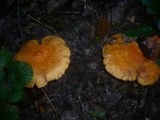 Lactarius porninsis image