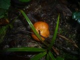 Lactarius porninsis image