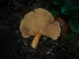 Lactarius porninsis image