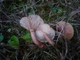 Lactarius tabidus image