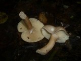 Lactarius vietus image