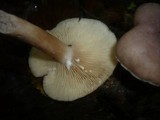 Lactarius vietus image