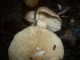 Lactarius vietus image