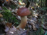 Leccinum aurantiacum image