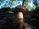 Leccinum aurantiacum image