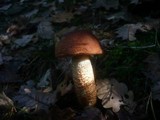 Leccinum aurantiacum image