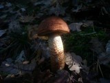 Leccinum aurantiacum image