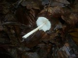 Lepiota clypeolaria image