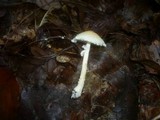 Lepiota clypeolaria image