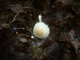 Lepiota clypeolaria image