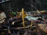 Macrotyphula fistulosa var. fistulosa image