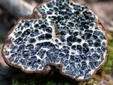 Melanogaster tuberiformis image