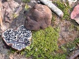 Melanogaster tuberiformis image