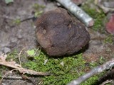 Melanogaster tuberiformis image