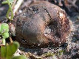 Melanogaster tuberiformis image