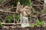 Helvella maculata image