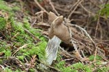 Helvella maculata image