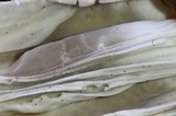 Helvella maculata image