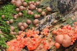 Lycogala epidendrum image