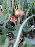 Psilocybe coprophila image