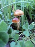 Psilocybe coprophila image
