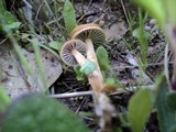 Psilocybe coprophila image