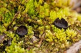Pseudoplectania nigrella image