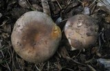 Russula cyanoxantha image