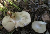 Russula cyanoxantha image