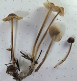 Mycena parabolica image