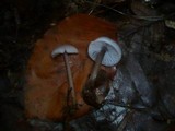 Mycena pura image
