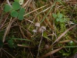 Mycena vulgaris image