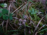 Mycena vulgaris image