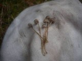 Mycena vulgaris image