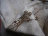 Mycena vulgaris image