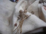 Mycena vulgaris image