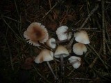 Mycena zephirus image