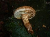 Pholiota squarrosa image