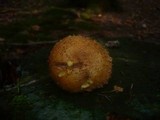 Pholiota squarrosa image