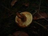 Pholiota squarrosa image