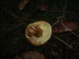 Pholiota squarrosa image