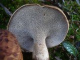 Sarcodon imbricatus image