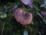 Sarcodon imbricatus image
