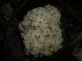 Sparassis crispa image