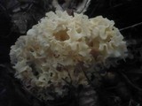 Sparassis crispa image