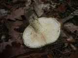 Tricholoma acerbum image